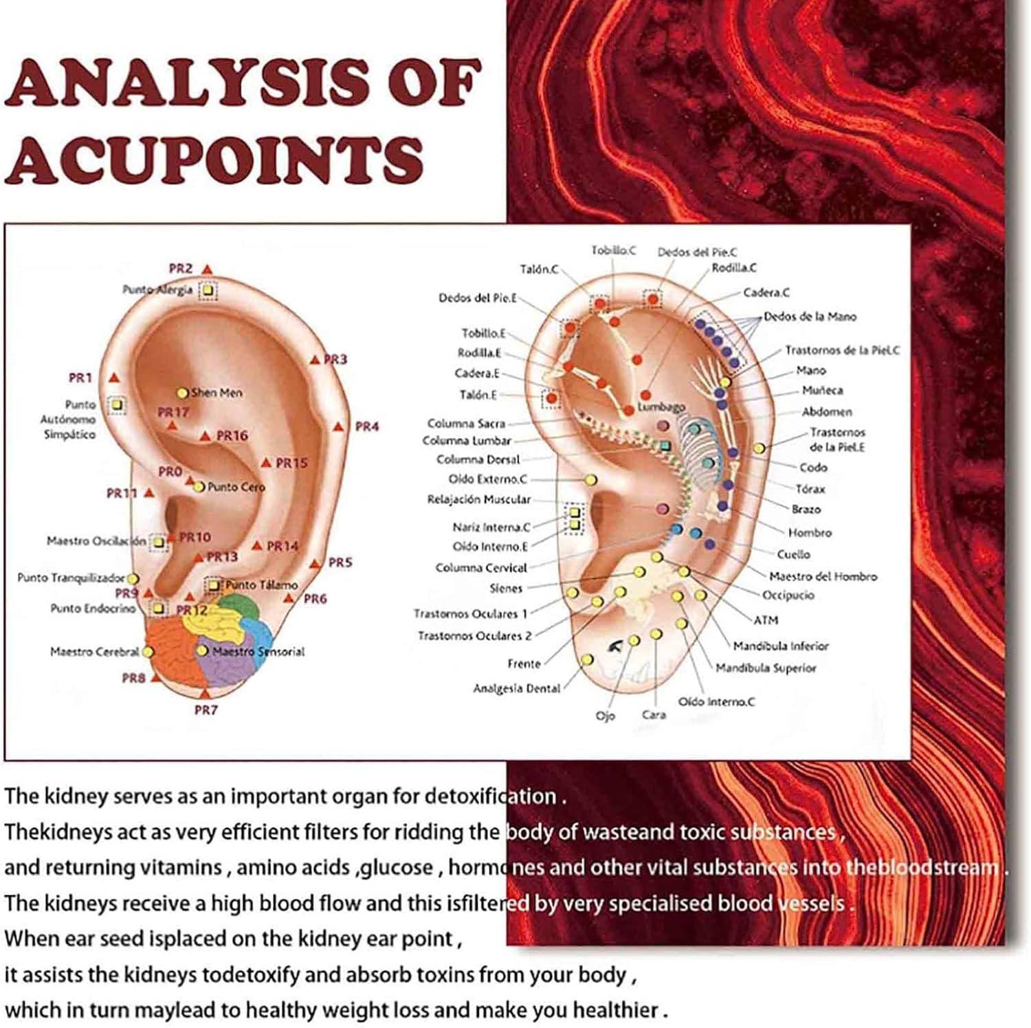 Amplification 40cm Large Medical Ear Massage Acupuncture Model Ear Reflex Zone Model Ear Acupuncture Point Chinese Medical Model