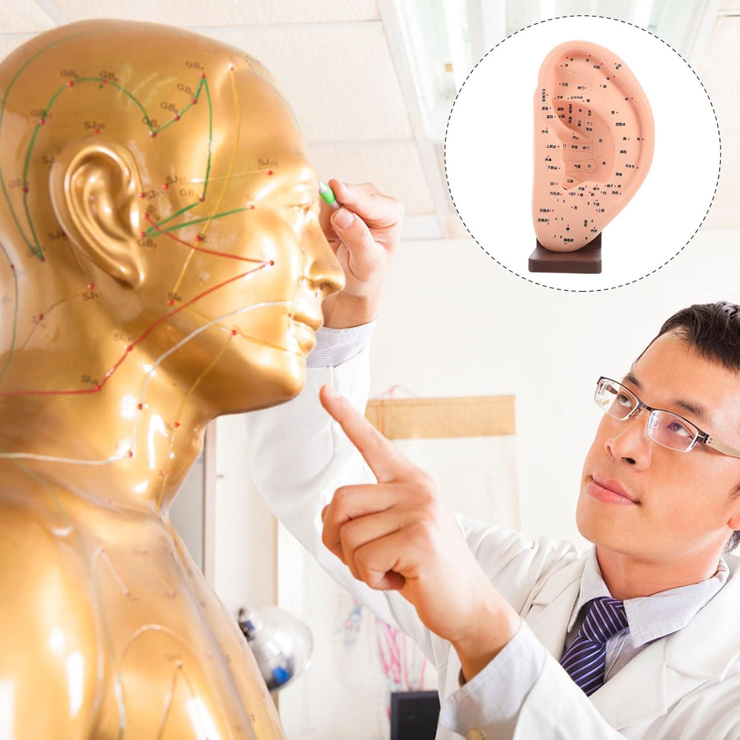 iplusmile Acupuncture Ear Teaching Model - Educational Ear Massage Tool ...