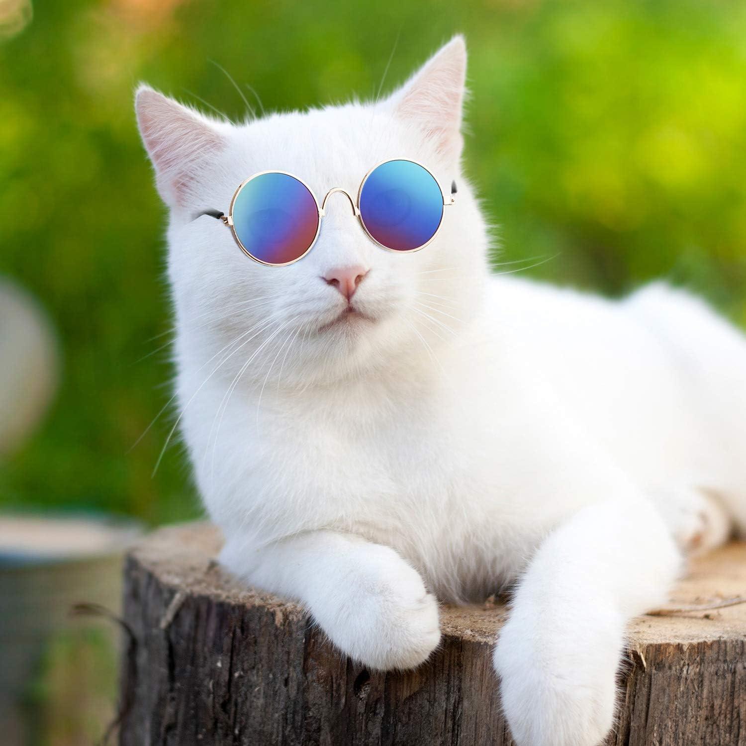 Aggregate more than 161 cat with sunglasses latest