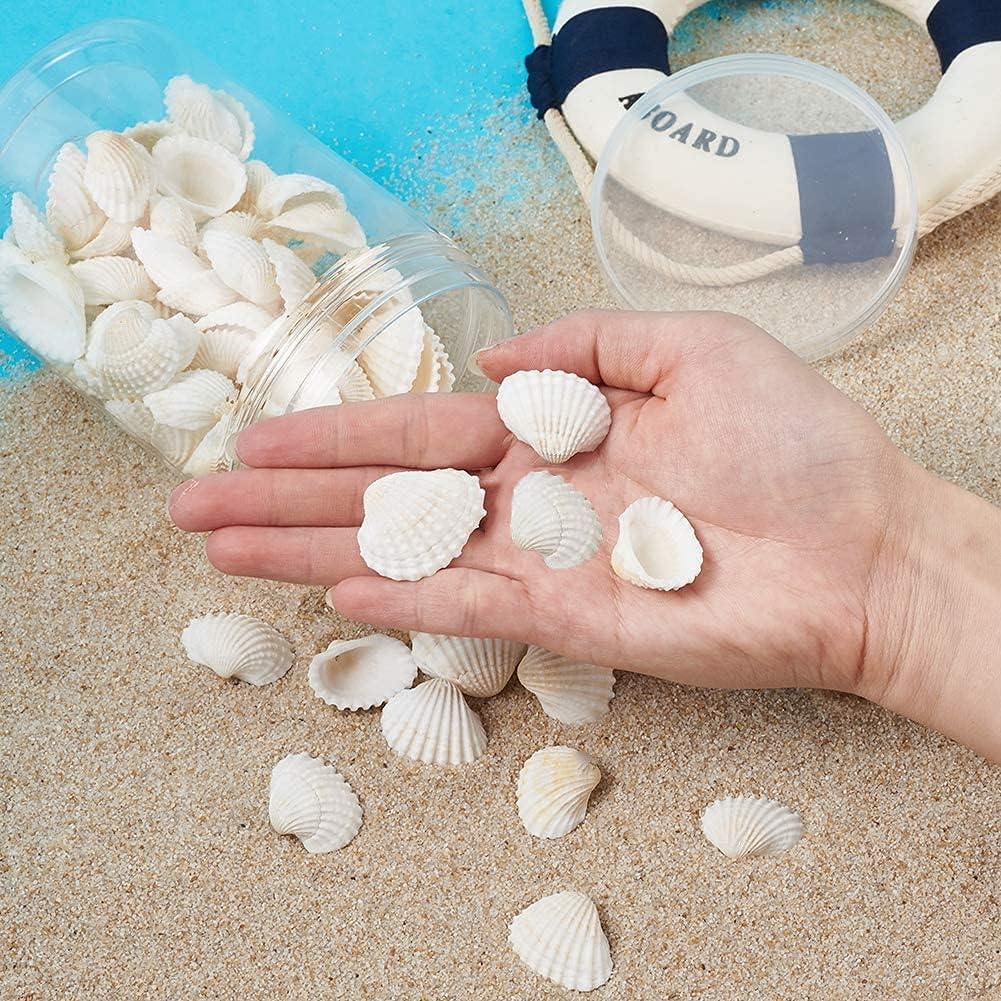 SEAJIAYI 35 Pcs Sea Shells Beach Small White Scallop Shells Seashells White Seashells for Home Decoration, DIY Crafts, Fish Tank and Vase Filler