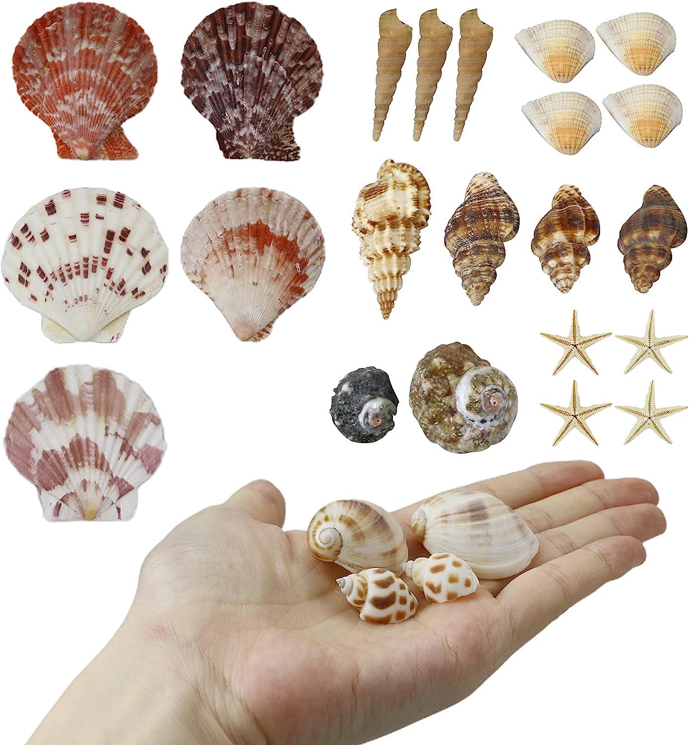 WEOXPR Mixed Sea Shells, 100+ Pcs Beach Seashells Starfish, Various Sizes  Ocean Seashells for Fish Tank Vase Fillers, Beach Theme Party Wedding Decor,  Candle Making, DIY Crafts, Home Decorations