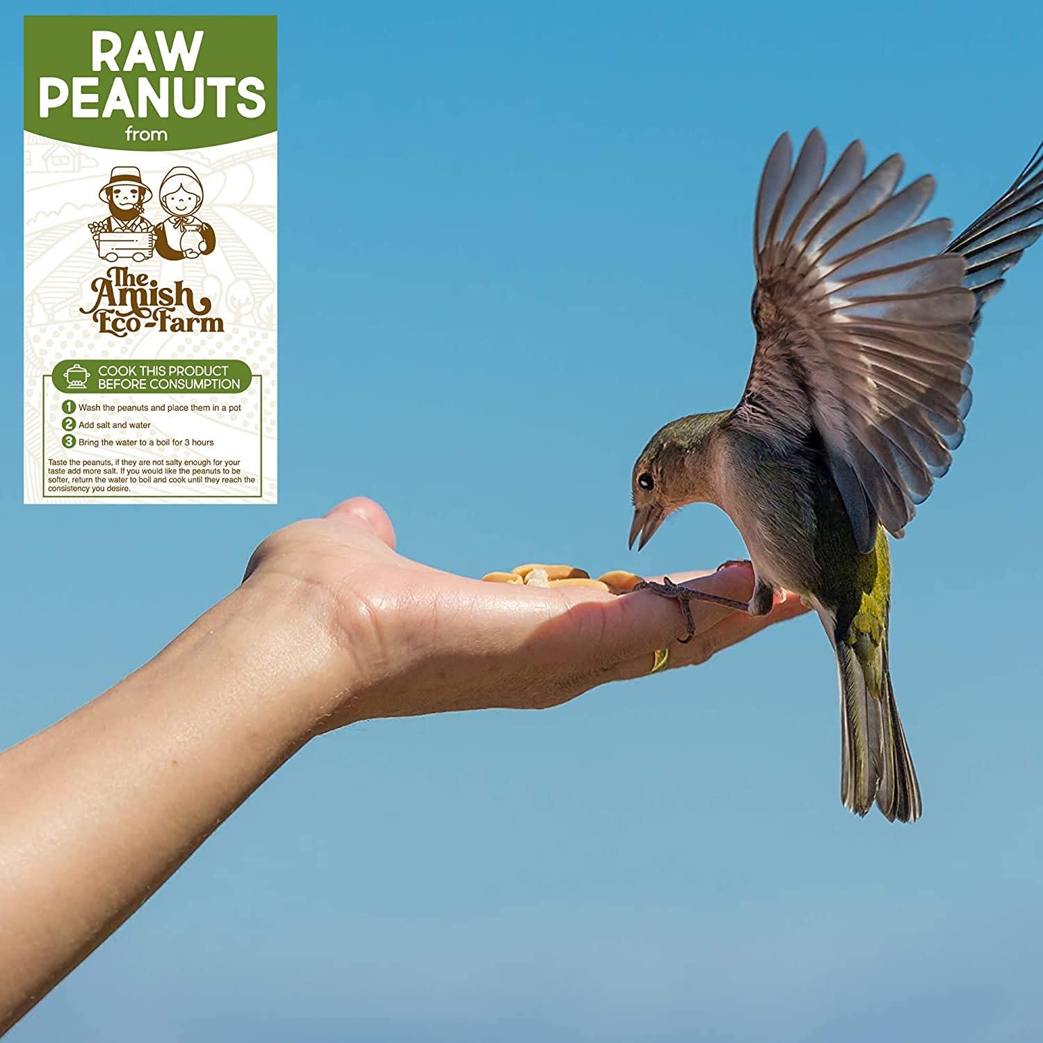 Amish EcoFarm Raw Peanuts in Shell 2lbs (Ideal for Boiling, Feed