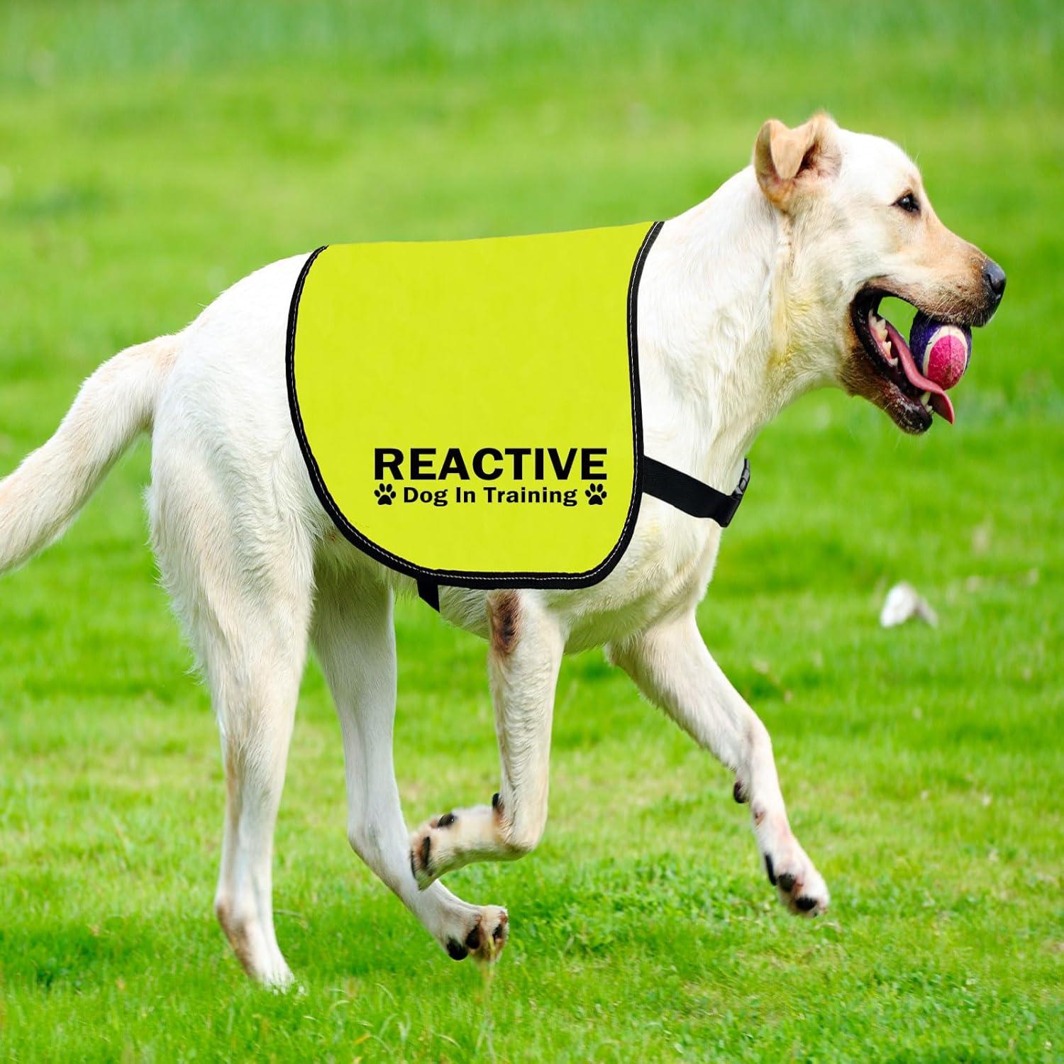 Reactive Dog Collar E Collar Training For Reactive Dogs Outlet