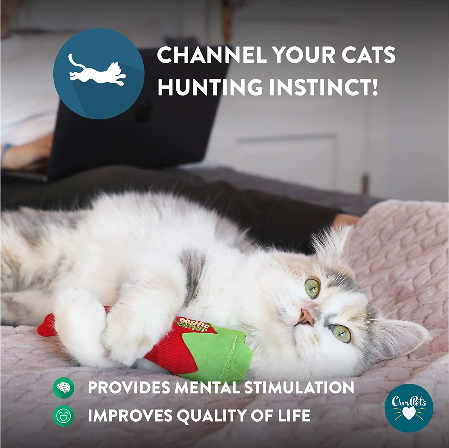 Mental Stimulation for Your Indoor Cat