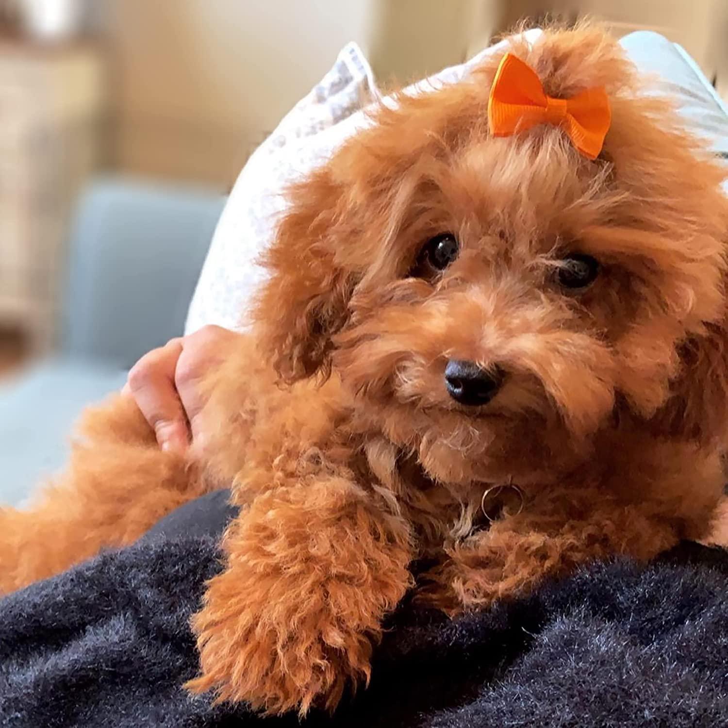 Poodle bows on sale