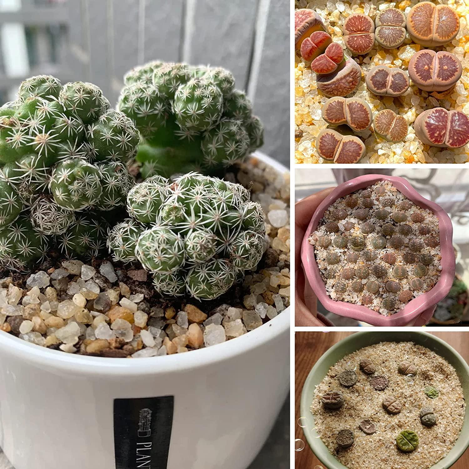 Miukada 3.3 Pounds Coarse Silica Sand Mini Natural Top Dressing