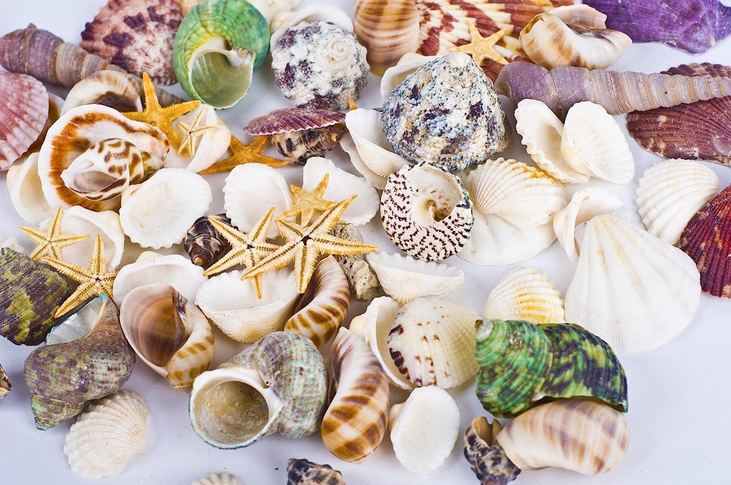 Famoby Mixed Sea Shells & Starfish - Beach Theme Malaysia