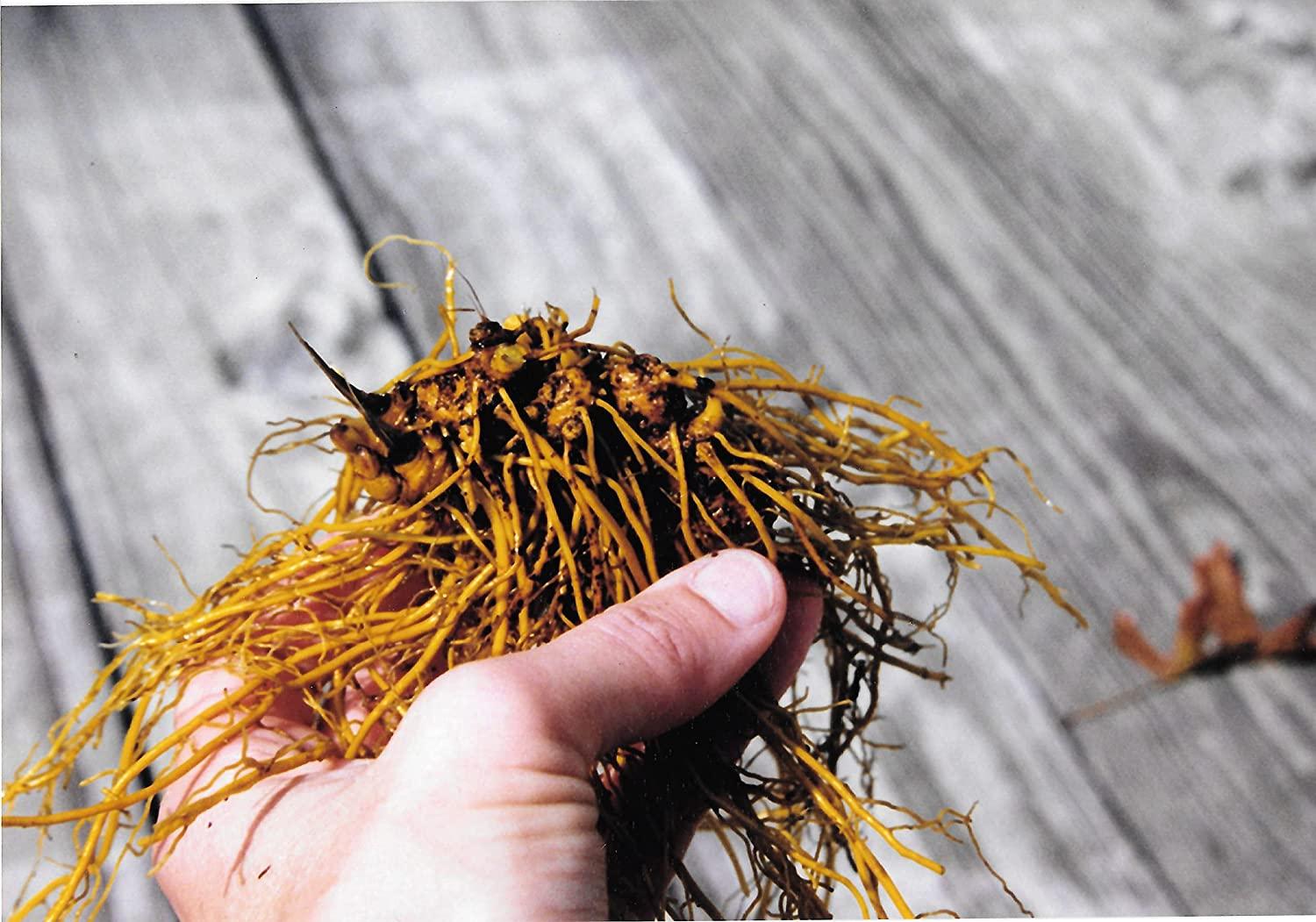 Organic Goldenseal Root Powder - USA Grown & Packaged - 14g (1/2 oz ...