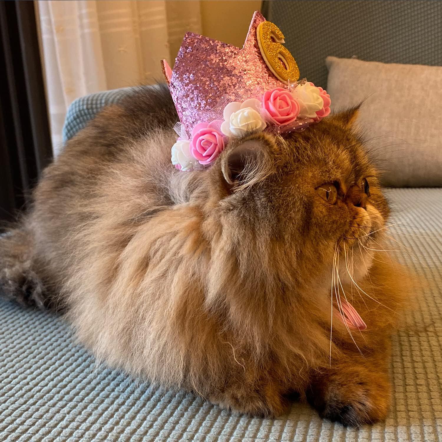 Girl cat accessories online