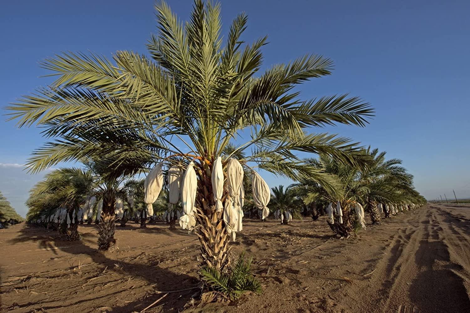 California MEDJOOL DATES Fresh Harvest Recloslable Bags Naturally Grown