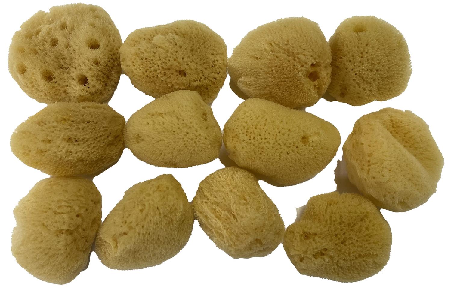 Natural Sea Silk Sponges by Sponge Producers Naturals