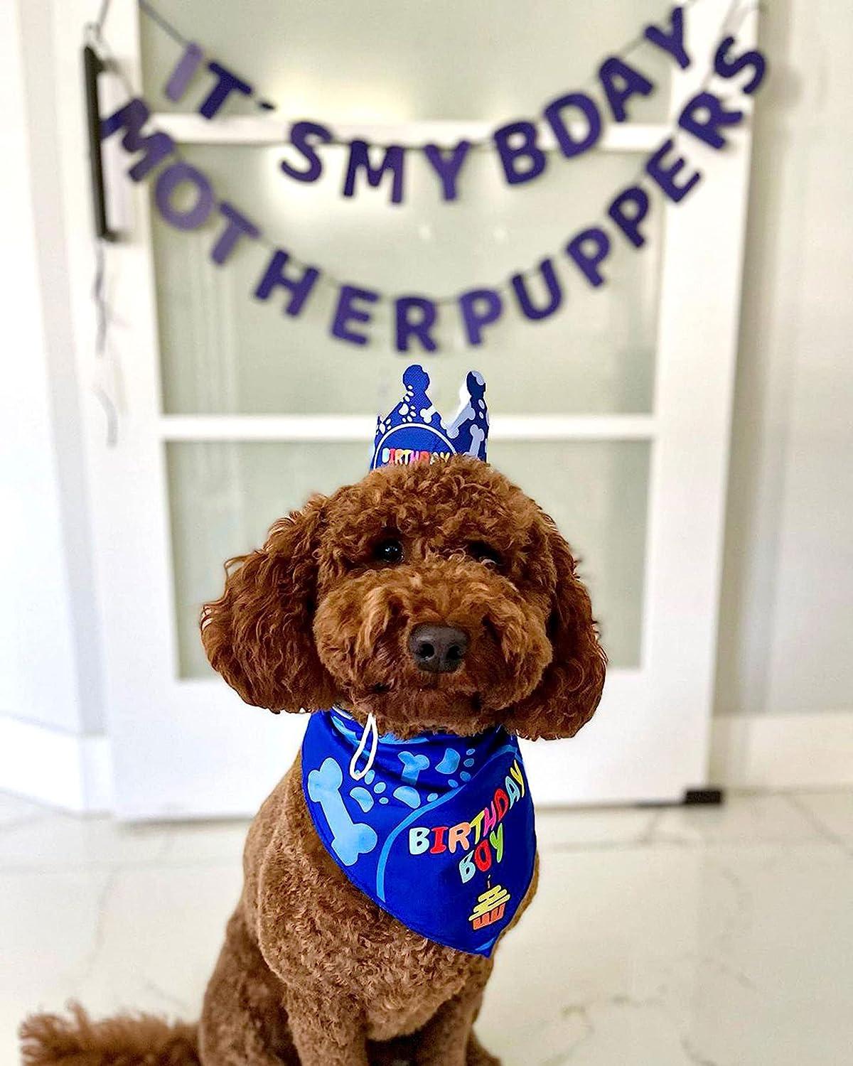 Party Supplies Birthday Boy Dog Bandana Buy Qpets Dog Gifts For
