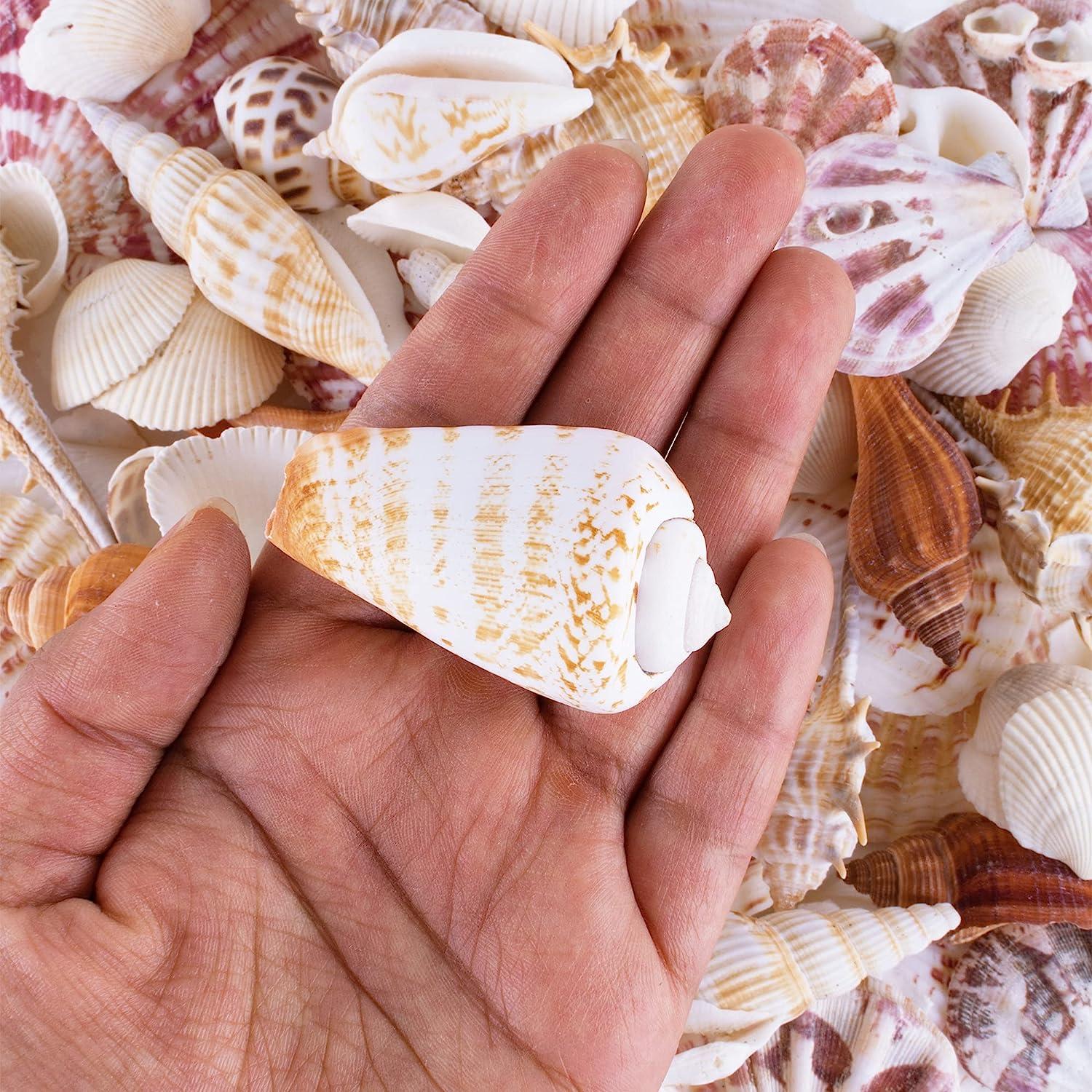 Sea Shells Mixed Beach Seashells - Various Sizes up to 2 Shells -Bag of  Approx. 50 Seashells Seashells1