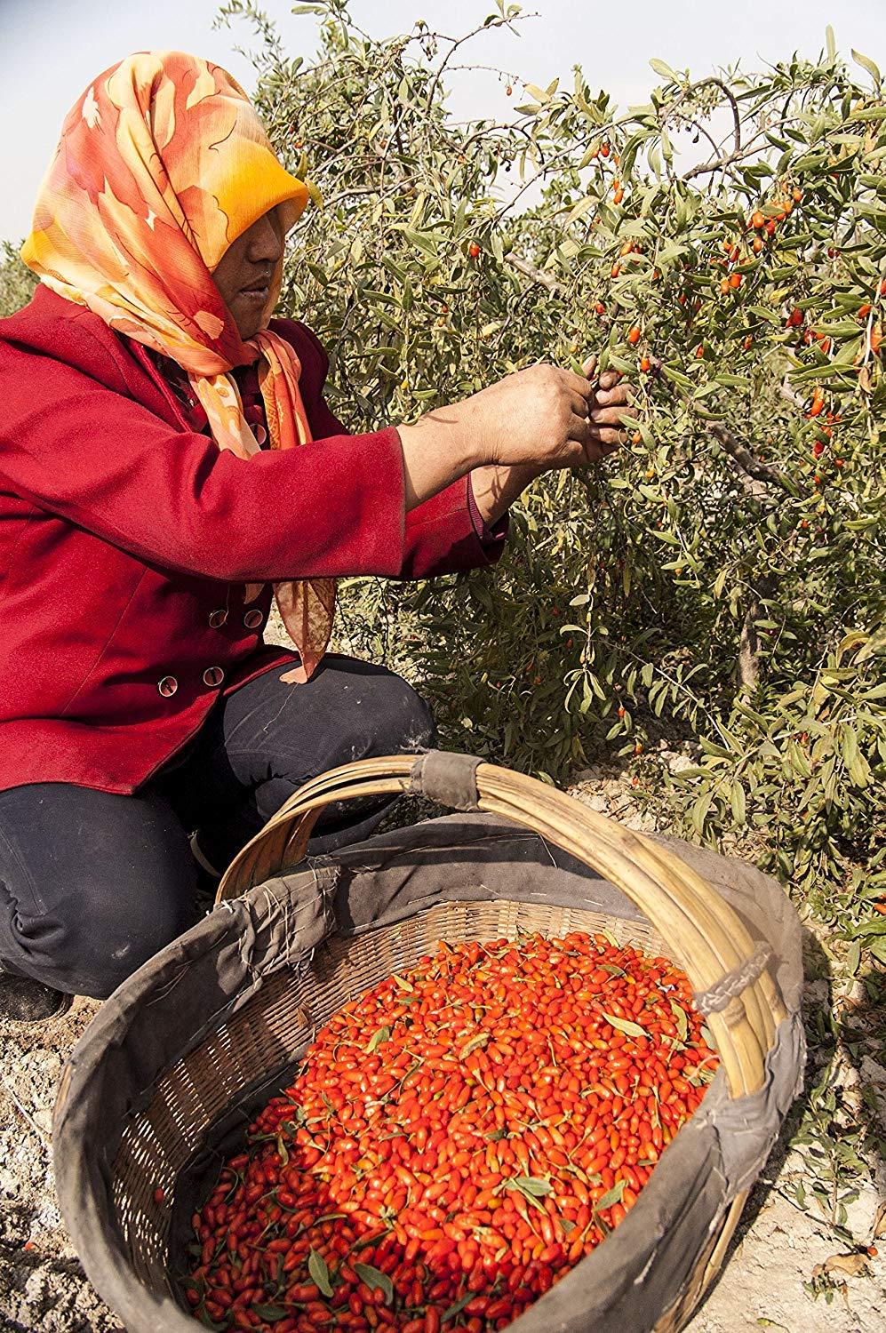 Wholeberry organic wolfberry gouqi Goji berries 32oz Raw Vegan Gluten