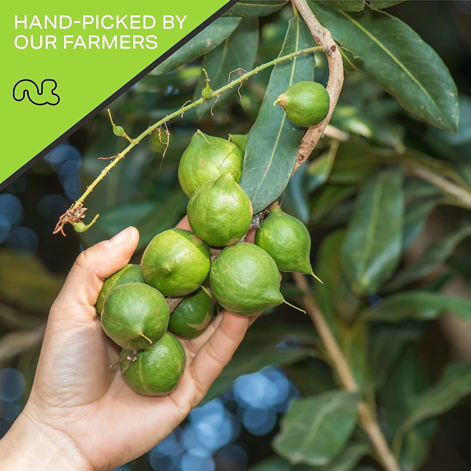 MacFarms Dry Roasted Macadamia Nuts - 24oz Premium Sea Salt Snack From Hawaii | Buy Now With Express International Delivery - View #7