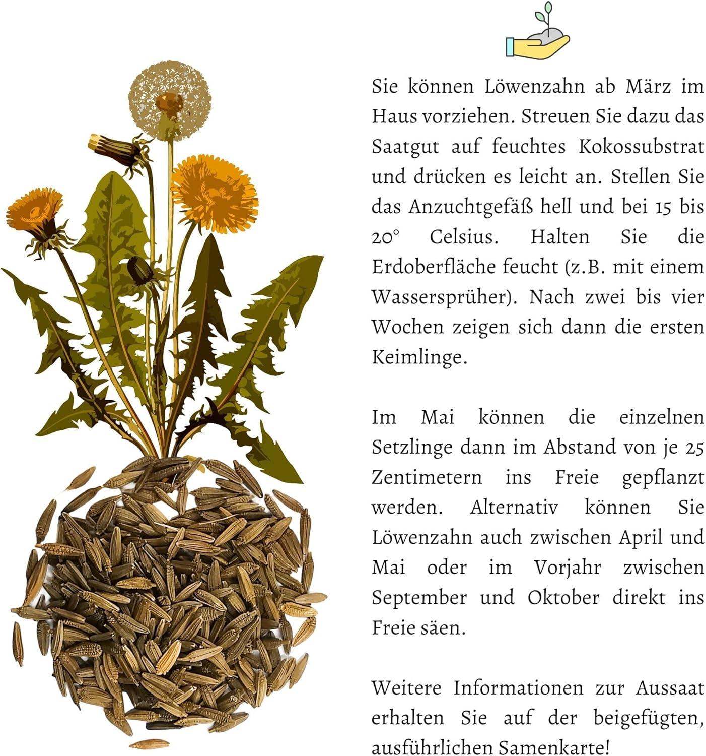 Buy Dandelion Seeds for Rabbits | Premium Wild Herbs Seed Supplement ...