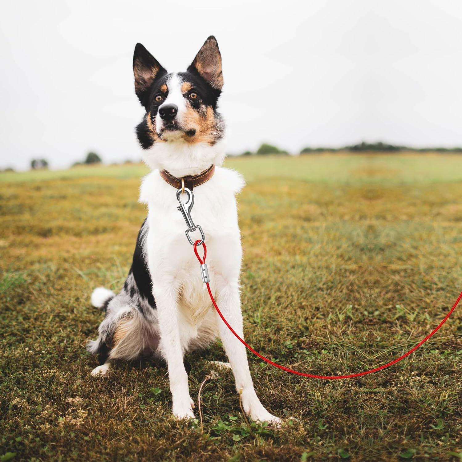 Dog Tether Camping Gear Dog Leads For Camping Dog Tie Out Cable And Stake  Heavy Duty