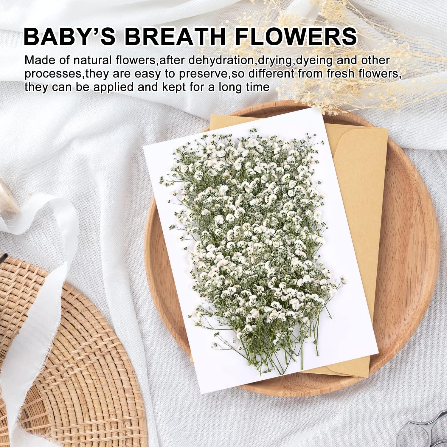 200 Pieces Dried Babys Breath Flowers White Babys Breath Real
