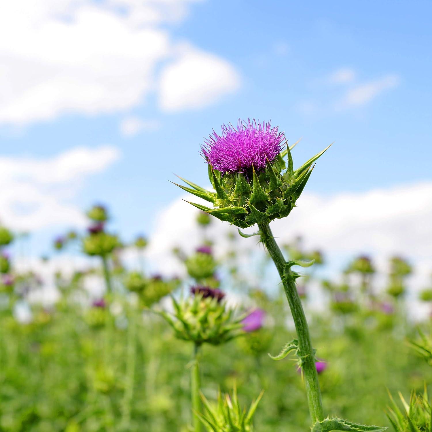 Outsidepride Milk Thistle: Mediterranean Ornamental Herb Plant - 200 Seeds