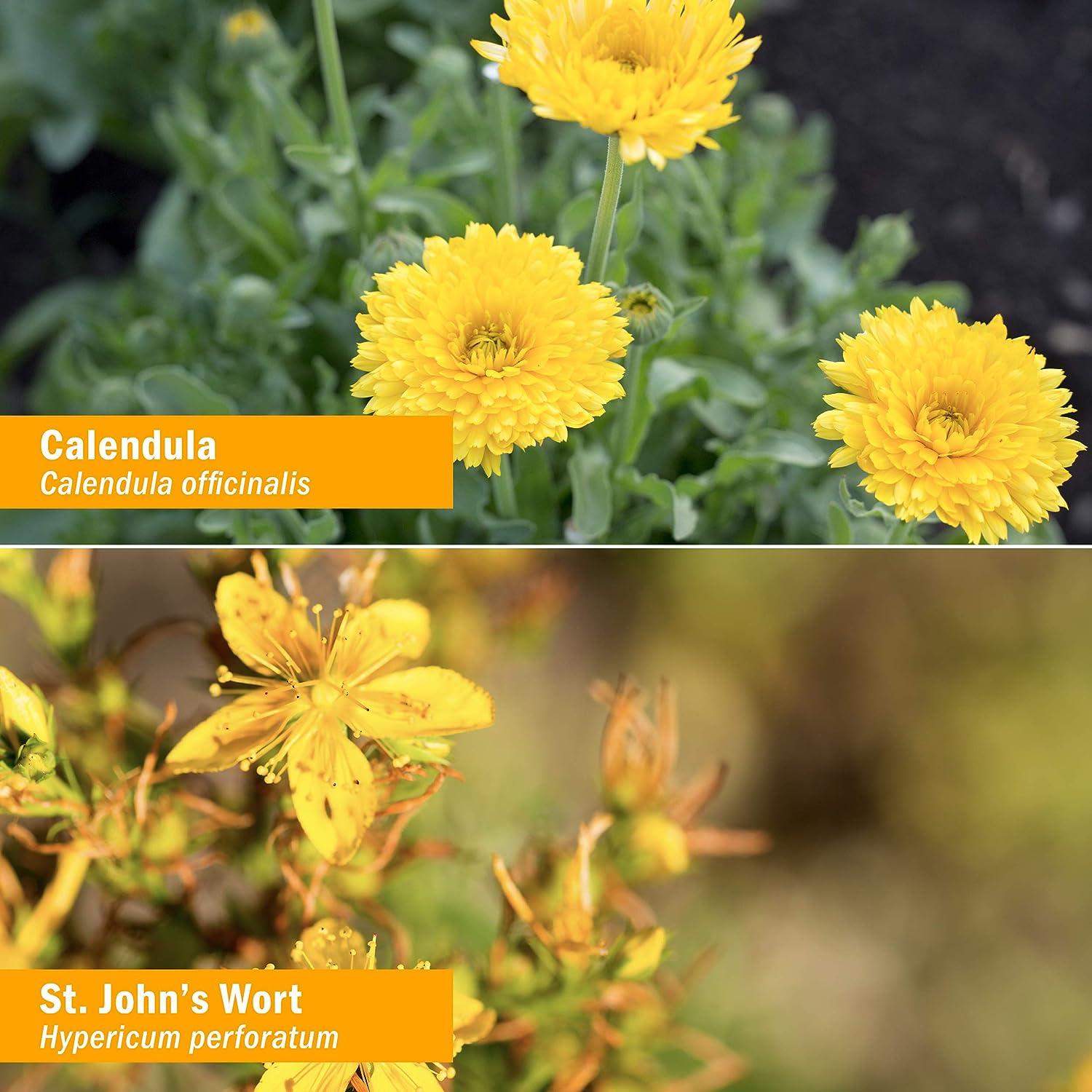 HERB PHARM Trauma Oil Compound 1.2 Pounds (FAOIL01) 1 Fl Oz (Pack of 1)