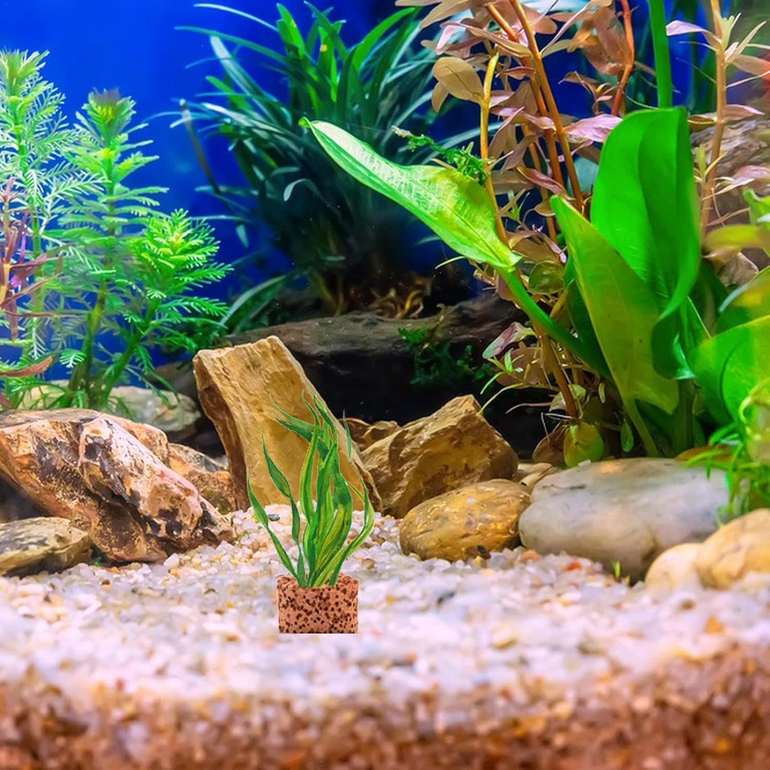 Aquarium Plants & Weights - 80 Units Aquatic Plant Switching Rings |  Anti-Swimming Flower Pot Holder | Essential Aquarium Accessories | Buy Now  with Express International Delivery | GoSupps.com