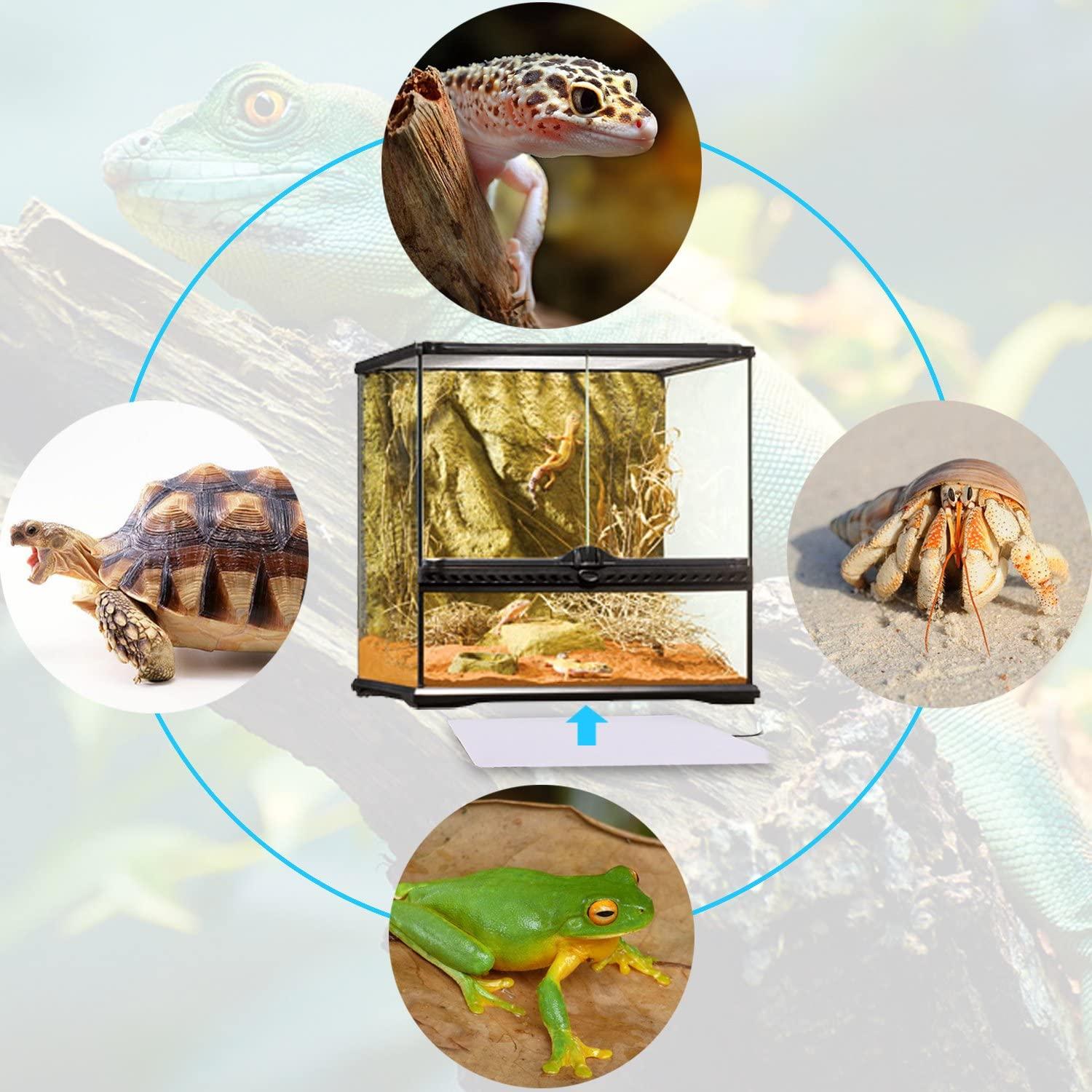 Terrarium thermostat on sale