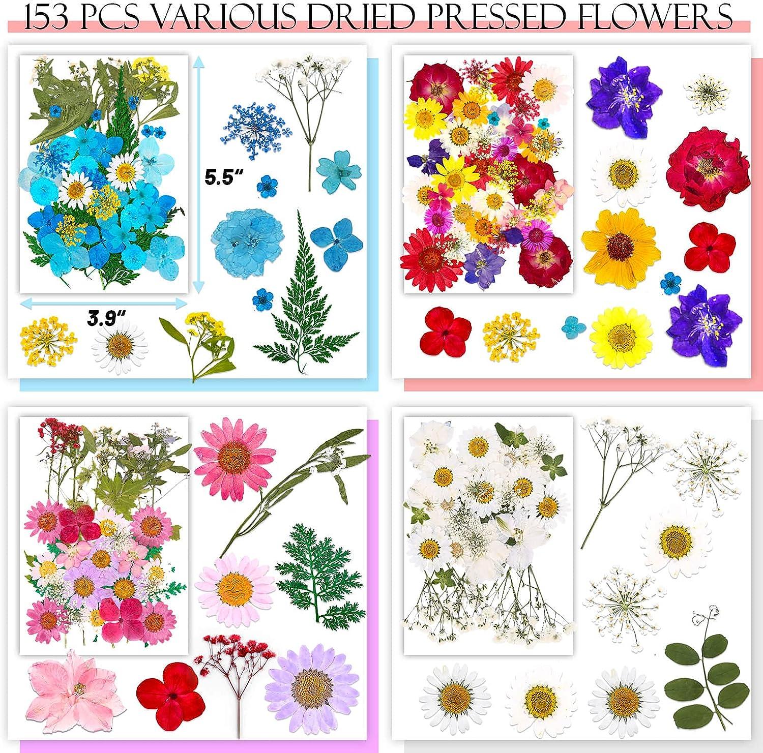 Evatage 153Pcs Dried Pressed Flowers for Resin Real Pressed Flowers with  Tweezers Multiple Colorful Resin Dry Flowers Bulk for Craft Resin Mold  Jewelry Making Candle and Nails Decoration