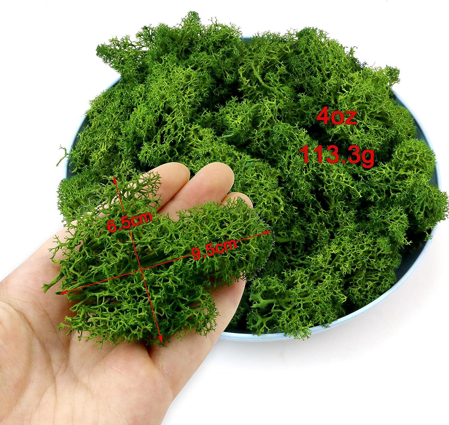 TKOnline Moss Preserved, Green Moss for Fairly Gardens, Preserved Moss for  Potted Plants, DIY Craft, Floral Project, Wedding, 4 OZ