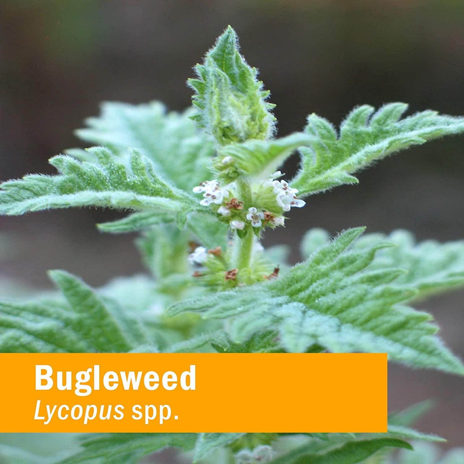 Herb Pharm Bugleweed Extract Endocrine System Support 1 Fl Oz