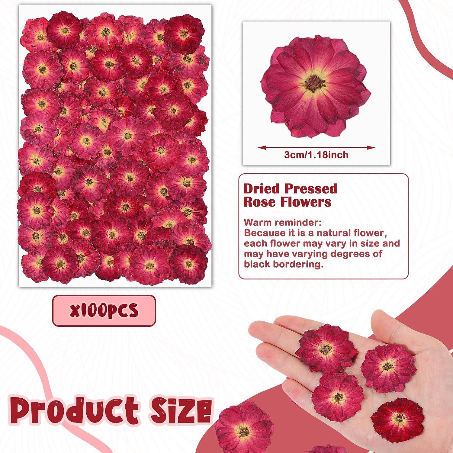 100 Pcs Red Rose Dried Pressed Flowers Small Dry Flowers Real Natural Resin  Filler for Scrapbooking DIY Resin Crafts Candle Decoration Jewelry Crafts  Decor Making