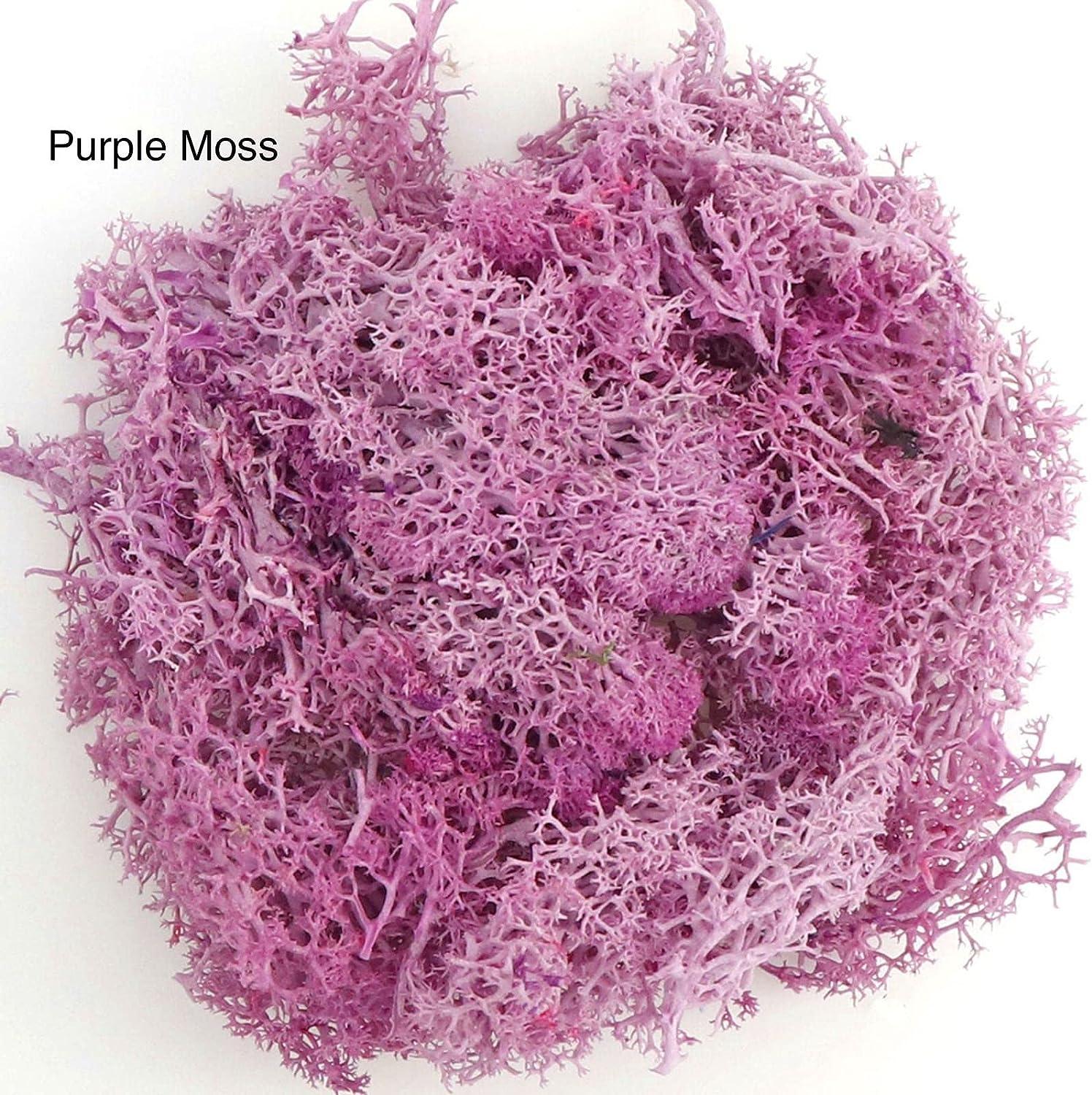 9 OZ Preserved Moss, Natural Live Moss, Fake Moss for Potted Plants