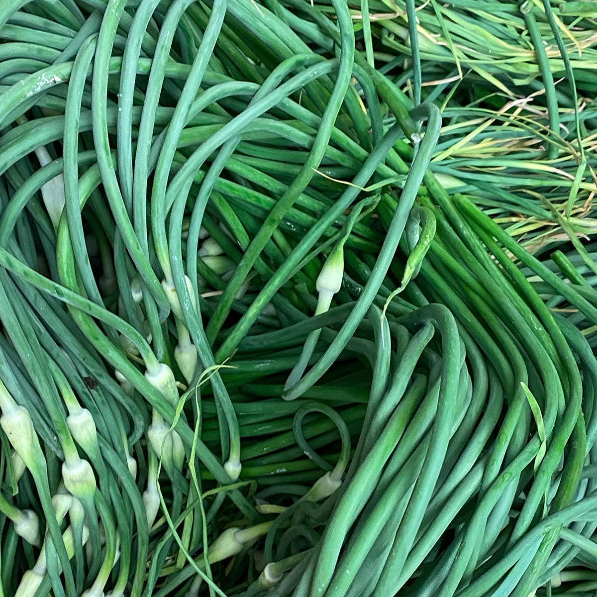 Gourmend Foods Garlic Scape Powder Monash Certified Low FODMAP, Filler