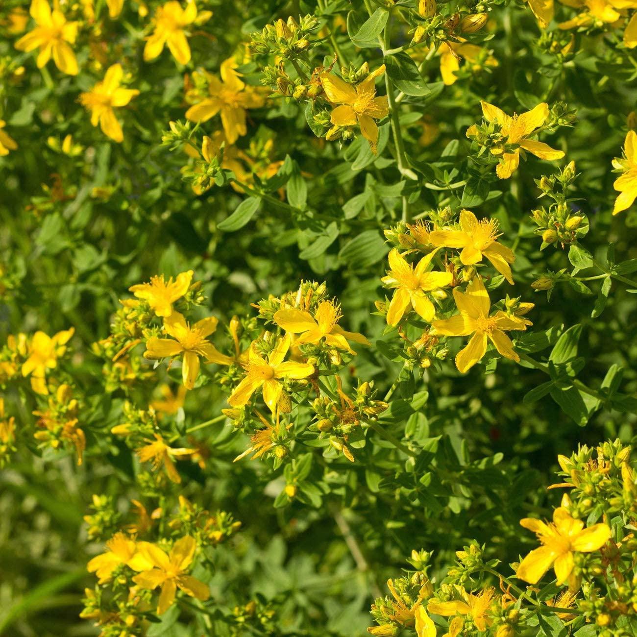 Outsidepride Perennial Hypericum Perforatum St. John's Wort Yellow Garden Flowers 1000 Seeds 1