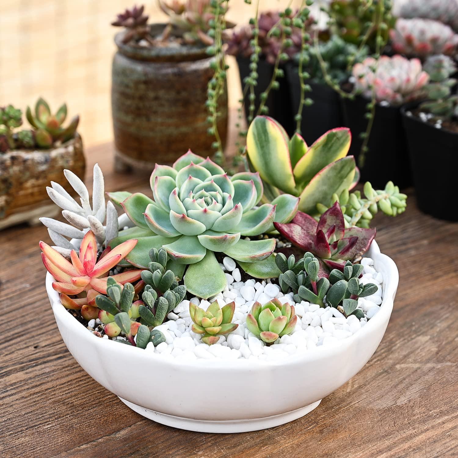 5 Pack Assorted Live Succulent Plants in 2 Starter Planter - Rare Small Indoor  House Plants for Home Garden Decor - DIY Gift Set | Buy Now with Express  International Delivery | GoSupps.com