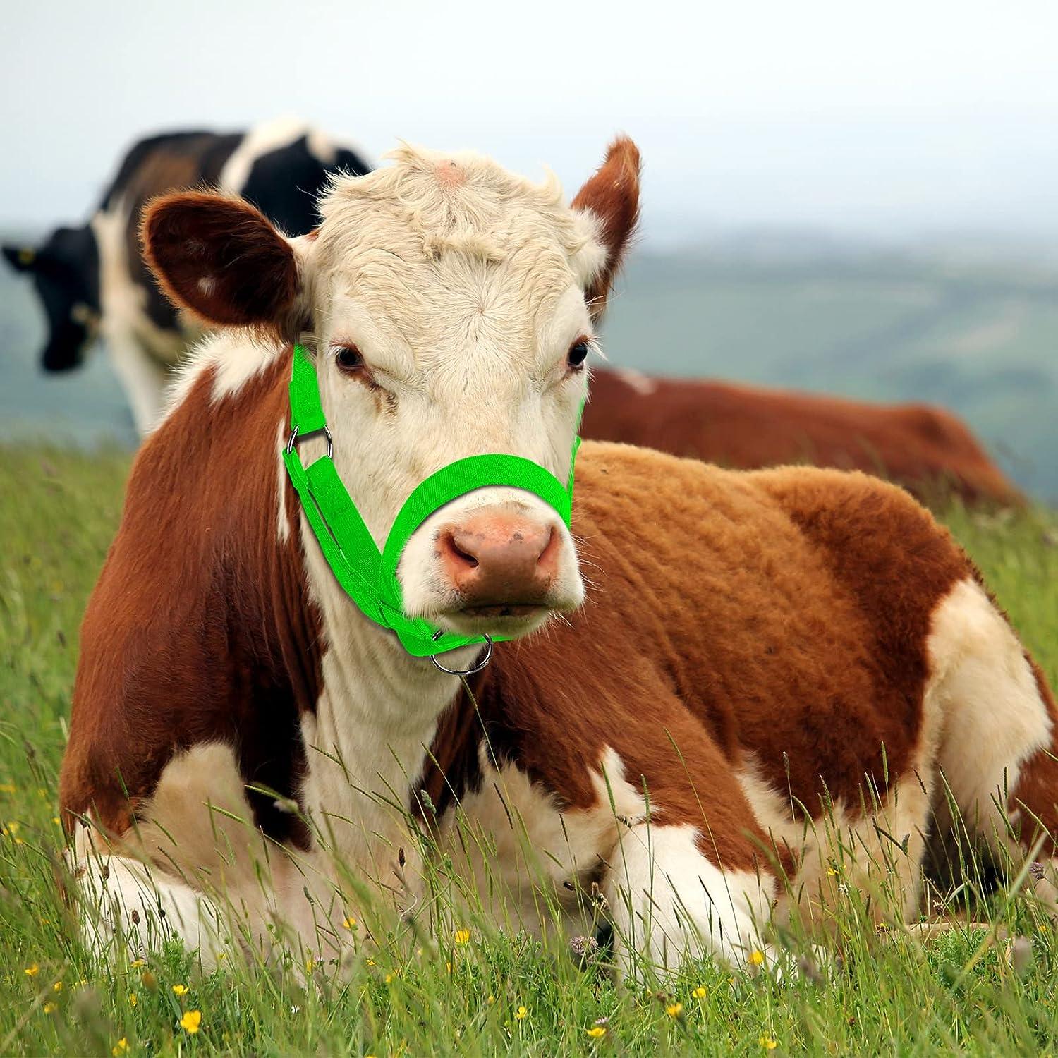 Nylon Livestock Cattle Halters Adjustable Weaver Chin and Throat Snap