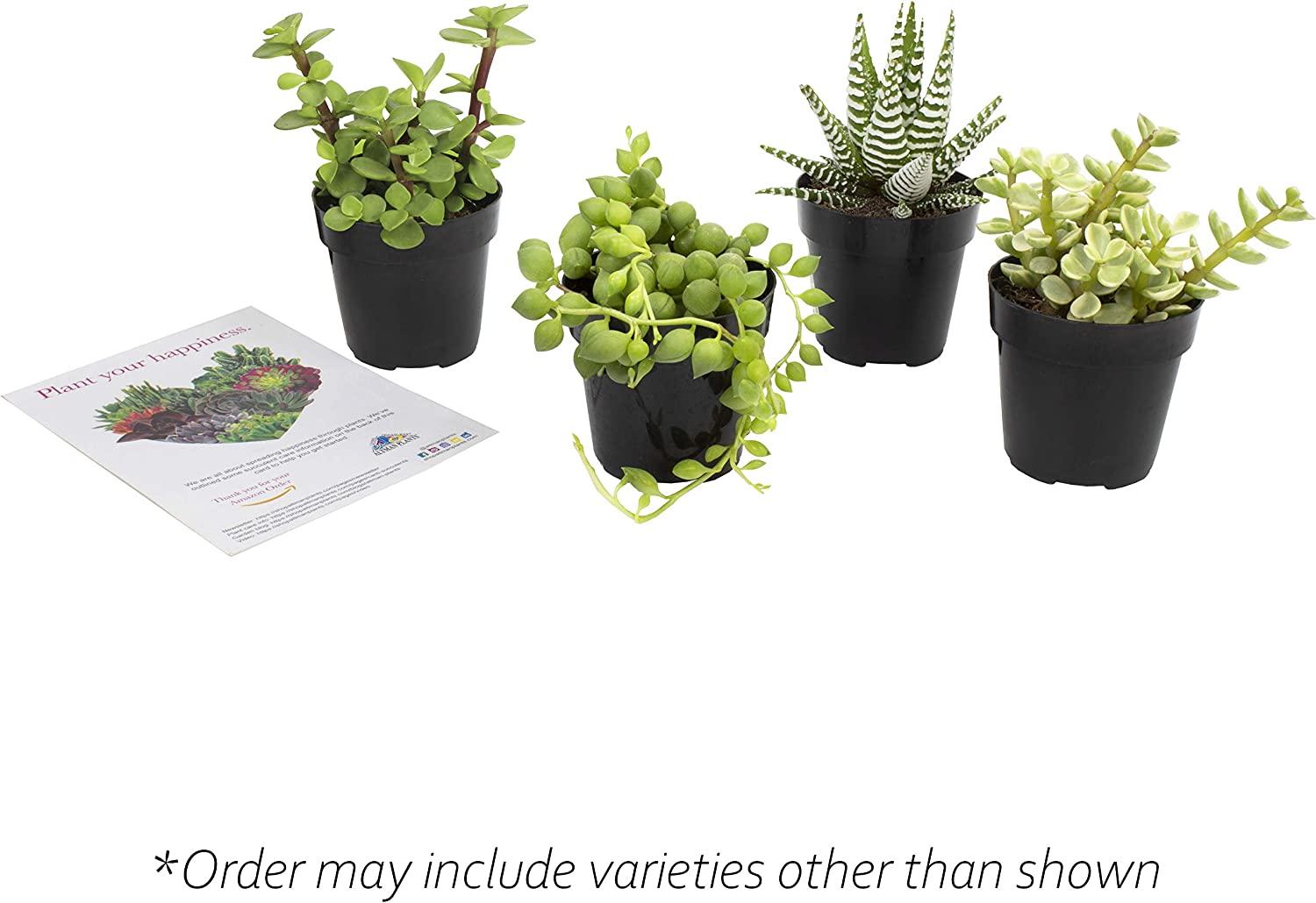 Altman Plants Assorted Live Succulents Desk Buddy Collection - Easy Care  Indoor Plants - 2.5 4 Pack | Buy Now with Express International Delivery |  GoSupps.com