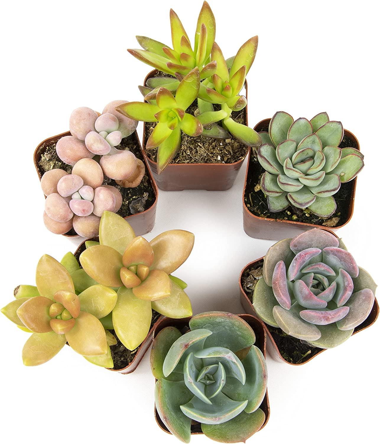Succulents Plants Live 6PK - Potted Cactus & Houseplants by Plants for Pets  | Buy Now with Express International Delivery | GoSupps.com