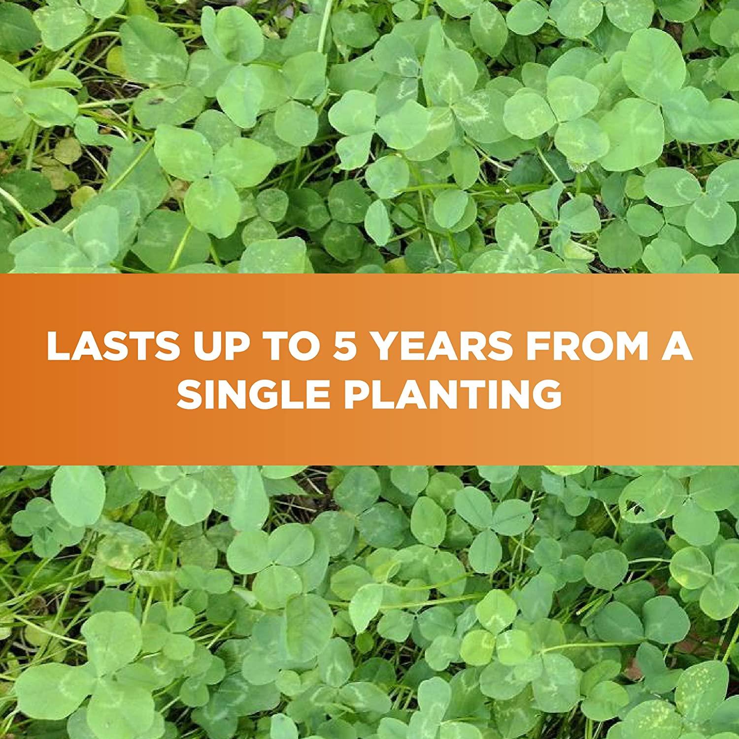 Whitetail Institute Imperial Clover Deer Food Plot Seed for Spring or