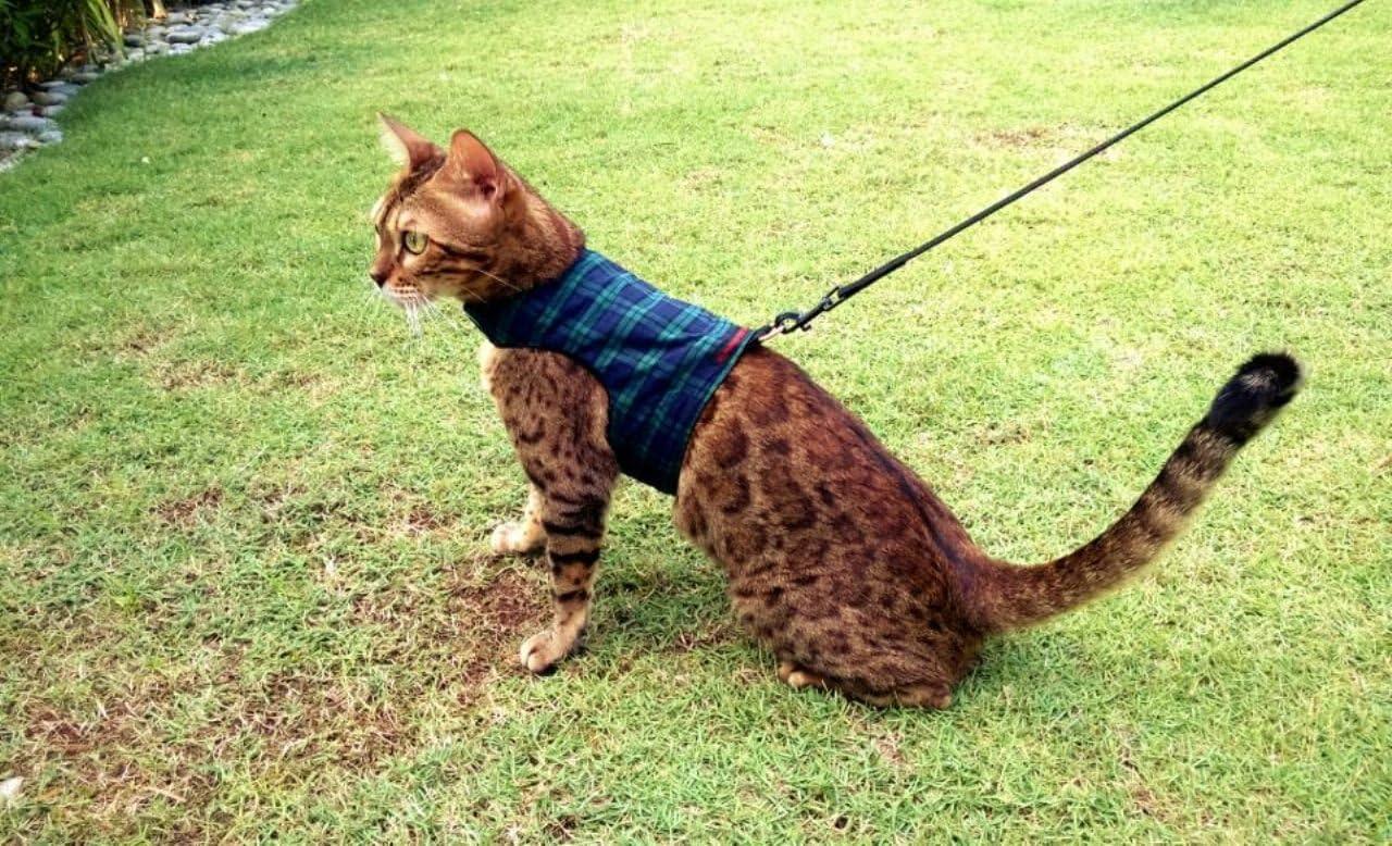 Mynwood Cat Jacket/Harness Black Watch Tartan Adult Cat