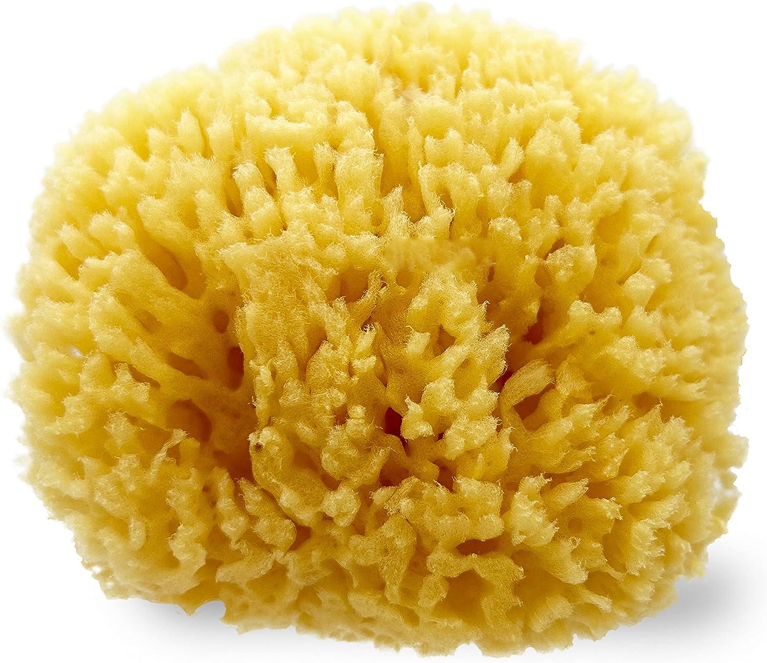 ideelz XFO Sea Sponge (Medium 5) All Natural Sea Wool Sponge Natural Loofah  Sponge for Bathing Scrubbing and Exfoliating - Great Face Scrubber and  Shower Scrubber - Grown Off The Coast of The USA