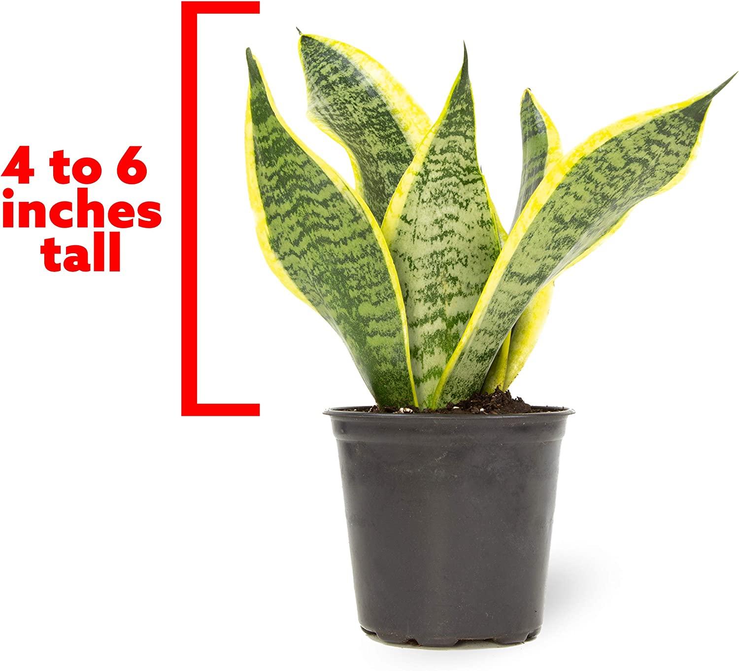 Live Snake Plant, Sansevieria trifasciata Superba, Fully Rooted Indoor