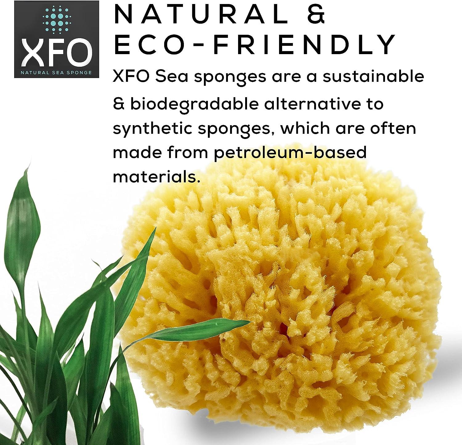 ideelz XFO Sea Sponge (Medium 4.5) All Natural Yellow Sponge Natural Loofah  Sponge for Bathing Scrubbing and Exfoliating - Great Face Scrubber and  Shower Scrubber - Grown Off The Coast of The USA