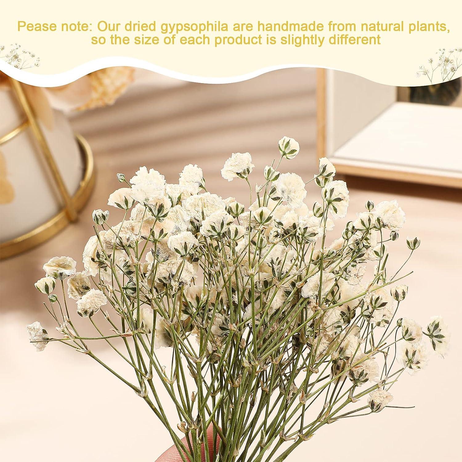 UOKWIWI 16 pcs White Baby's Breath Real Natural Dried Pressed Flowers for  Resin Art Craft DIY