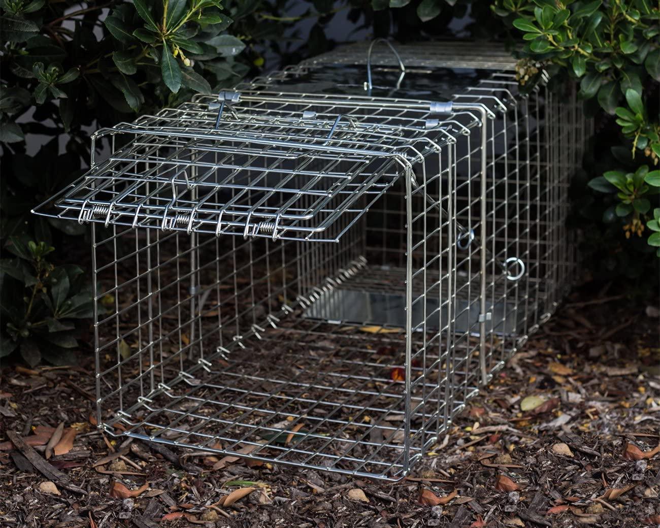 OxGord Live Animal Trap - Humane Catch & Release Large 32 Cage Best for  Raccoon, O-possum, Stray Feral Cat, Rabbit & Rodents - No-Kill Bait Trapping  Kit - Heavy Duty, 2-Door, Foldable