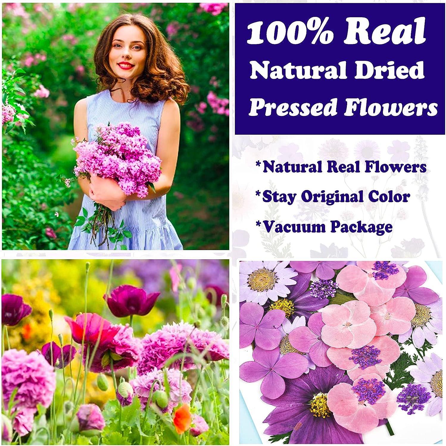 Cayway 82 PCS Natural Dried Pressed Flowers Leaves Glitter And Accessories Kit With Tweezers, Scissors For DIY Candle Resin Jewelry Nail Pendant Crafts Art Floral Decoration