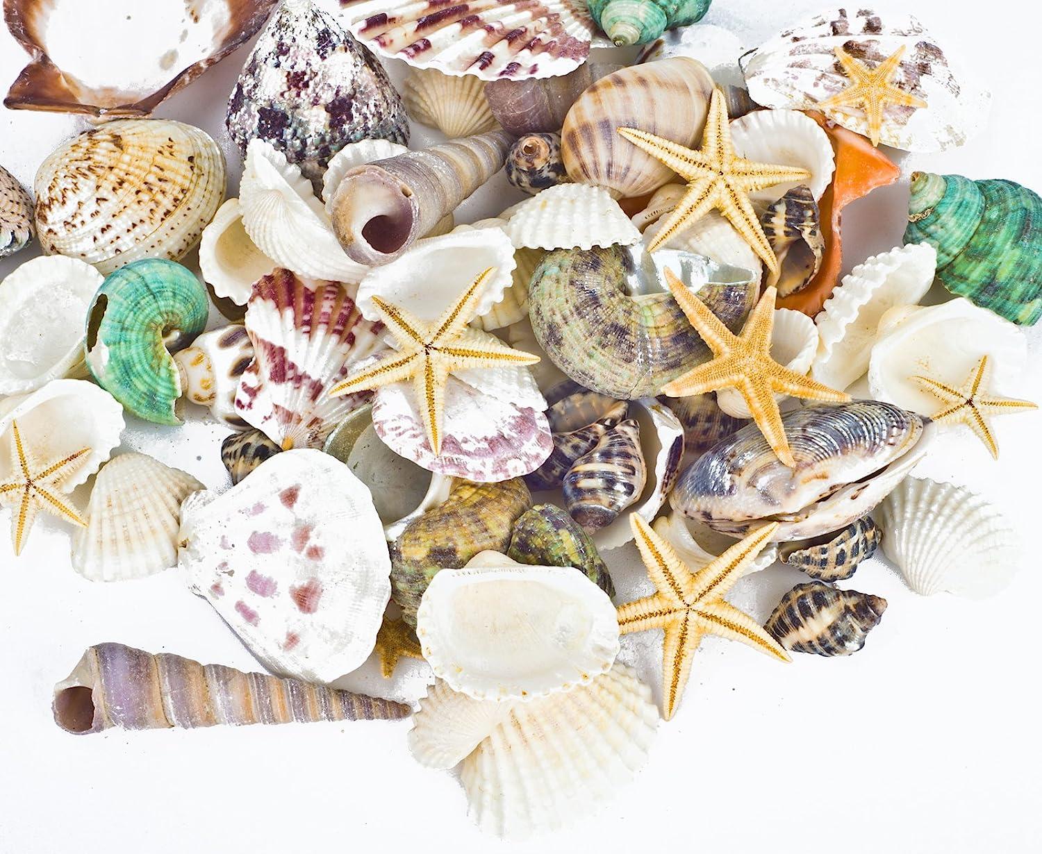 Famoby Sea Shells Mixed Beach Seashells Starfish for Beach Theme Party  Wedding Decorations DIY Crafts Candle Making Fish Tank Vase Fillers Home  Decorations Supplies 70+ pcs