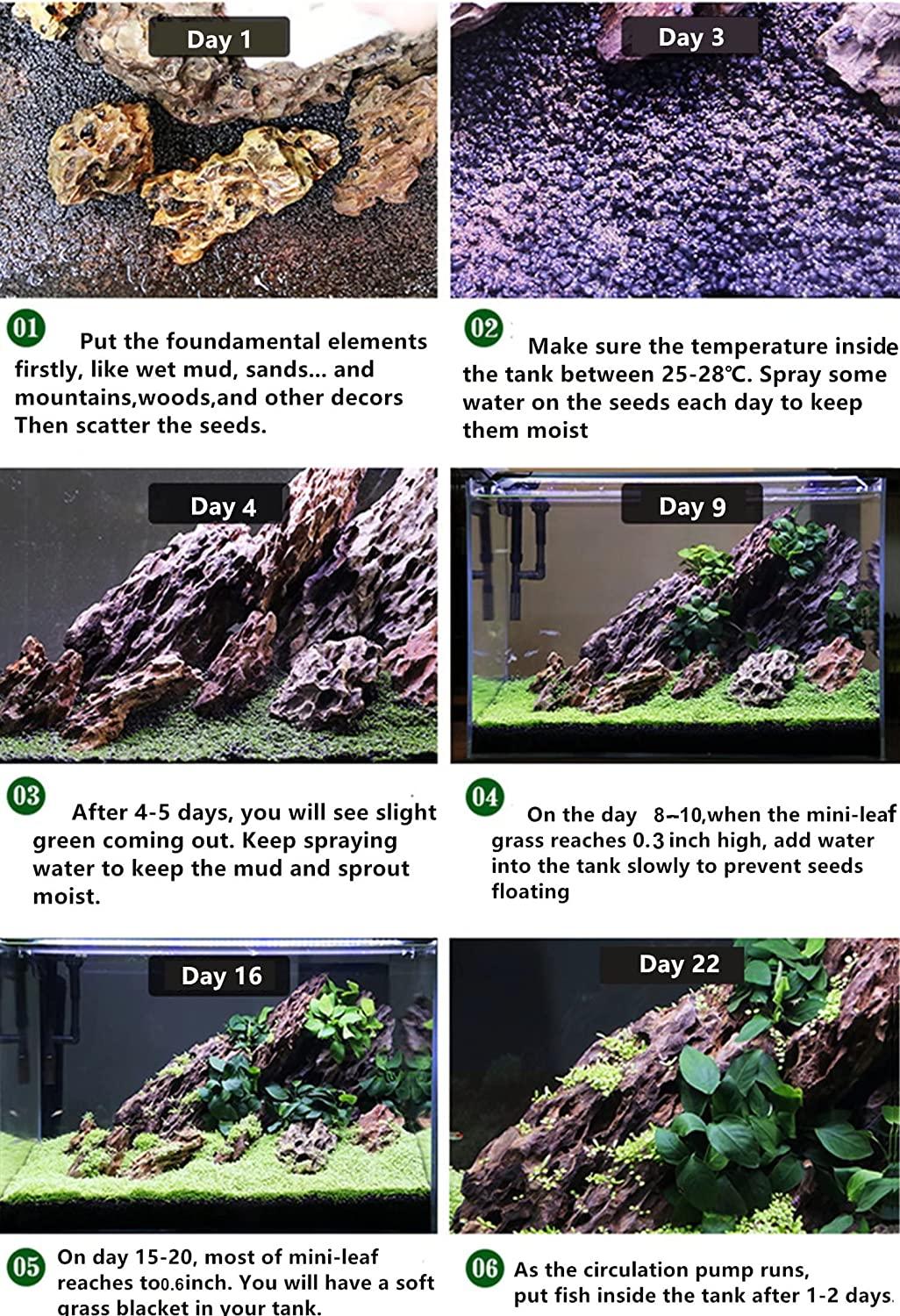 Freshwater Aquarium Plant Seeds Combo Mini Leaf & Longhair Grass