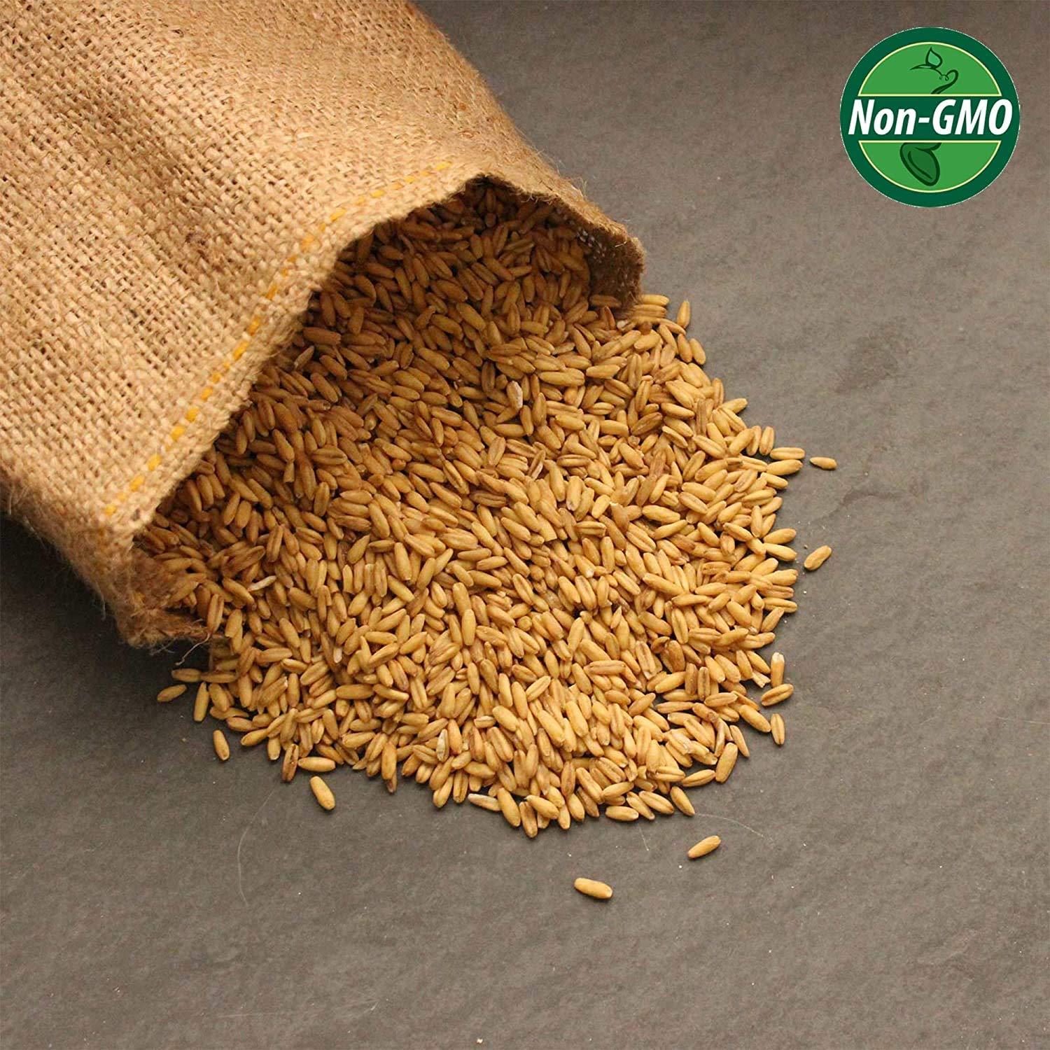2 Lb Organic NonGMO Whole Oat Grain Seeds (With Husk Intact) Oats