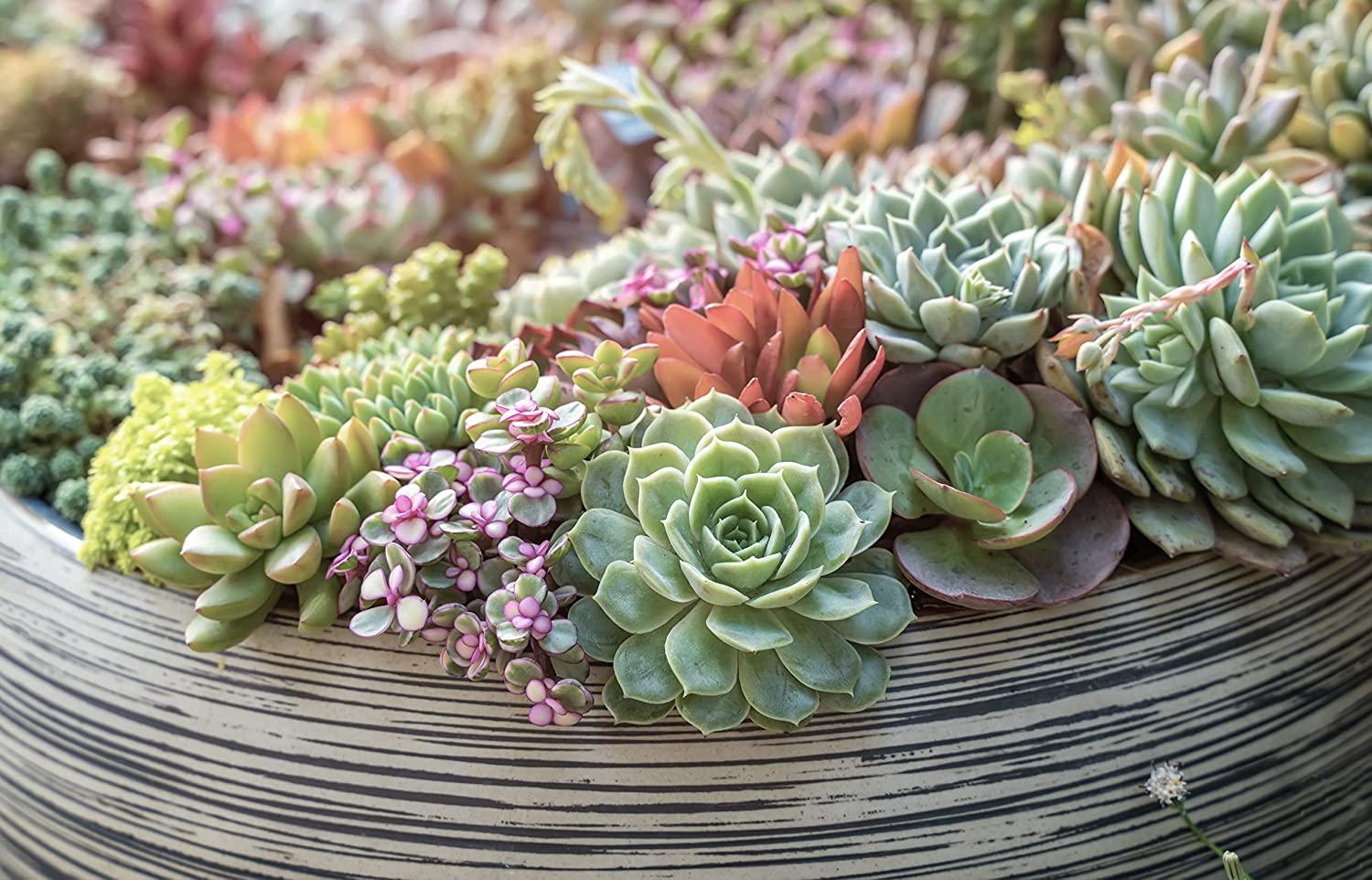Altman Plants 20 Pack Assorted Live Succulent Plants in Cacti and Succulent  Soil Mix | Buy Now with Express International Delivery | GoSupps.com