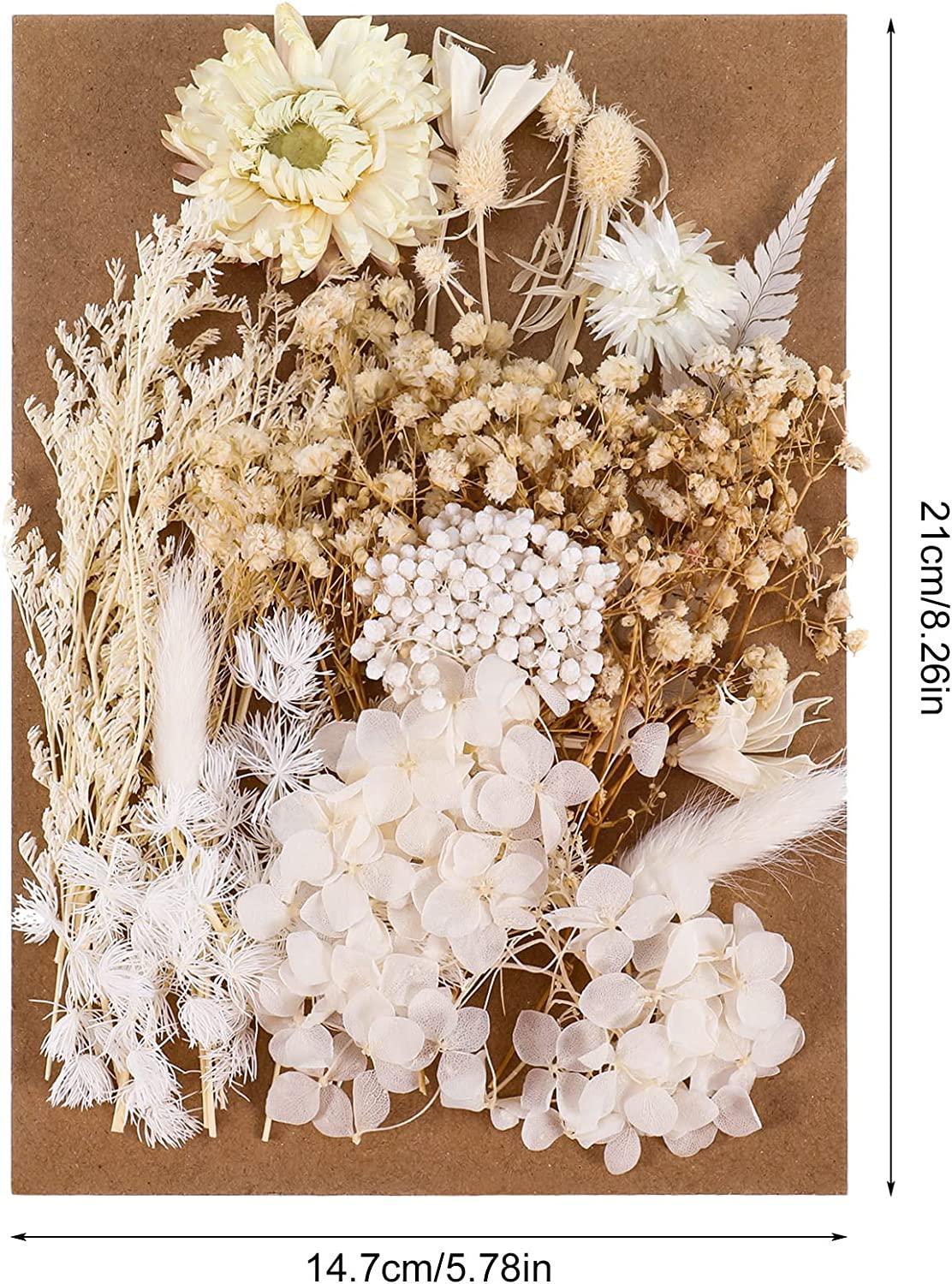 Dengmore Natural Dried Flowers Combination DIY Dry Flower Decorative For  Crafts Jewelry White 
